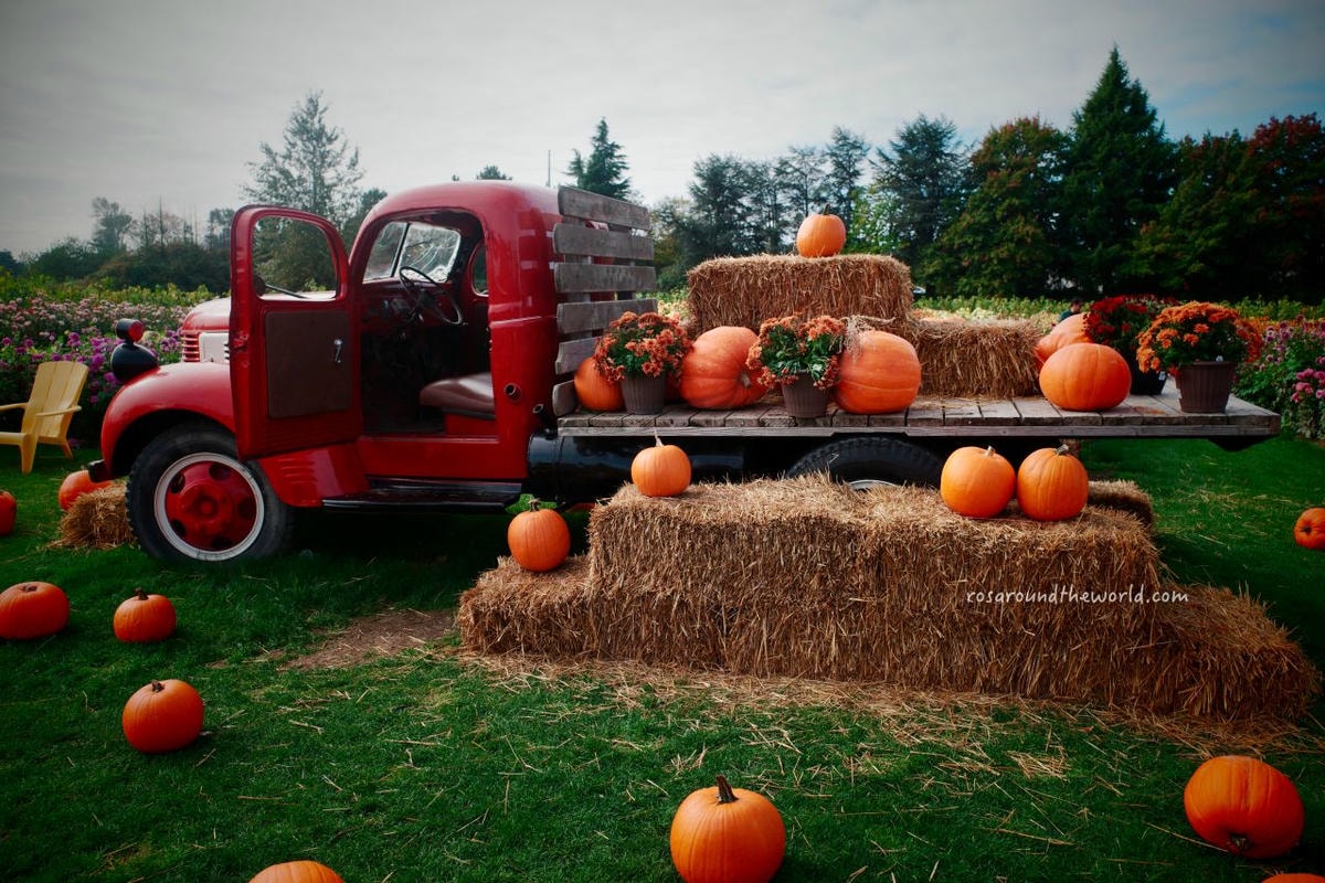 【溫哥華景點】南瓜園Pumpkin Patch半日遊,秋天親子好去處 - 第17張圖