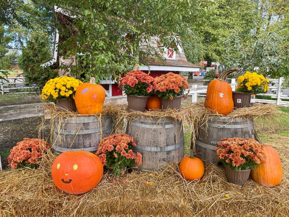 【溫哥華景點】南瓜園Pumpkin Patch半日遊,秋天親子好去處 - 第12張圖