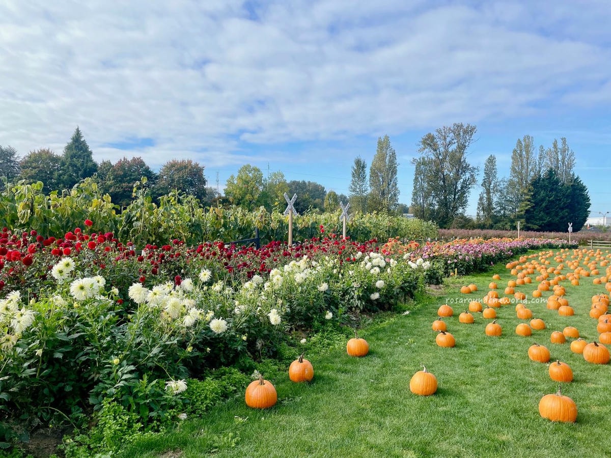 【溫哥華景點】南瓜園Pumpkin Patch半日遊,秋天親子好去處 - 第24張圖