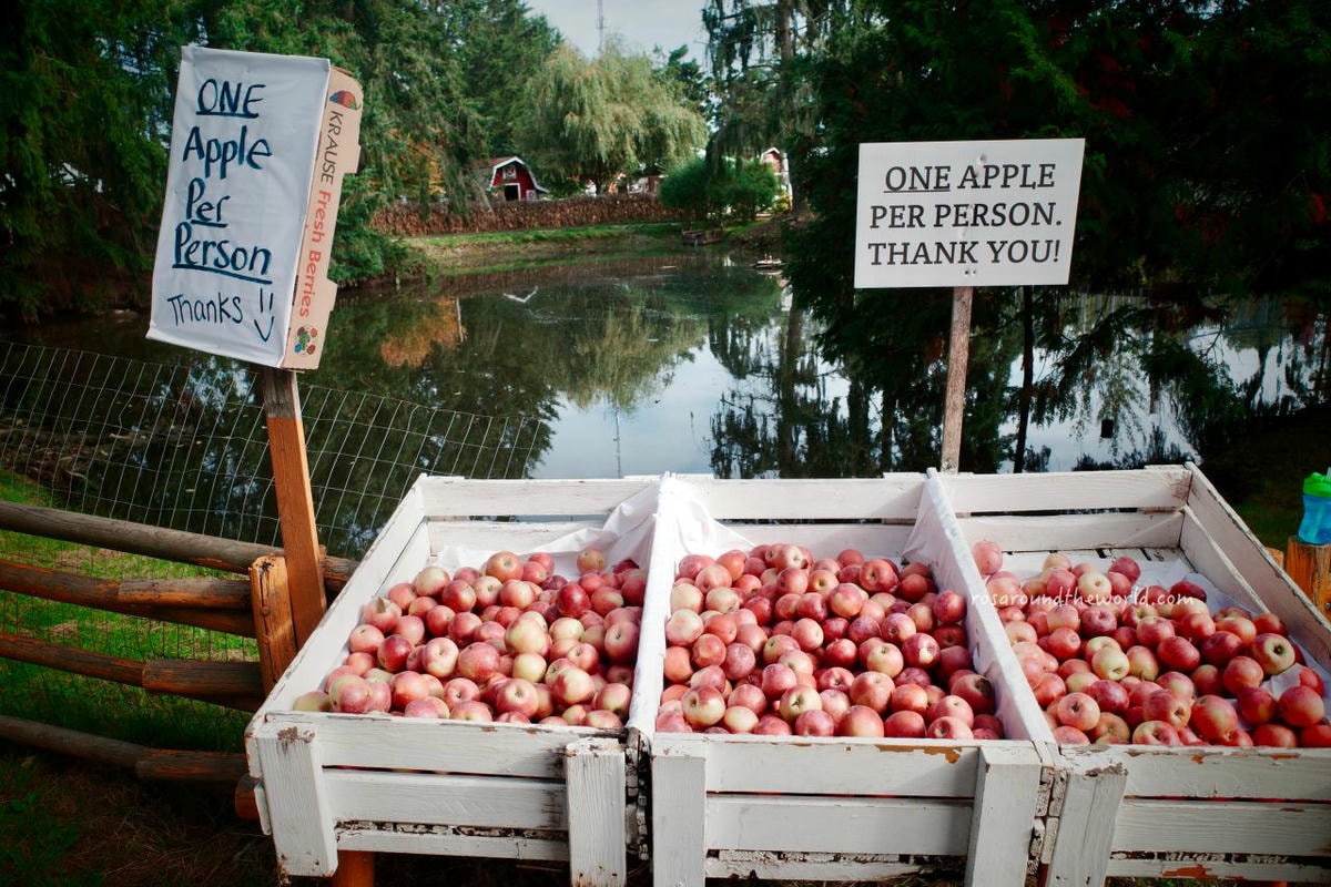【溫哥華景點】南瓜園Pumpkin Patch半日遊,秋天親子好去處 - 第18張圖
