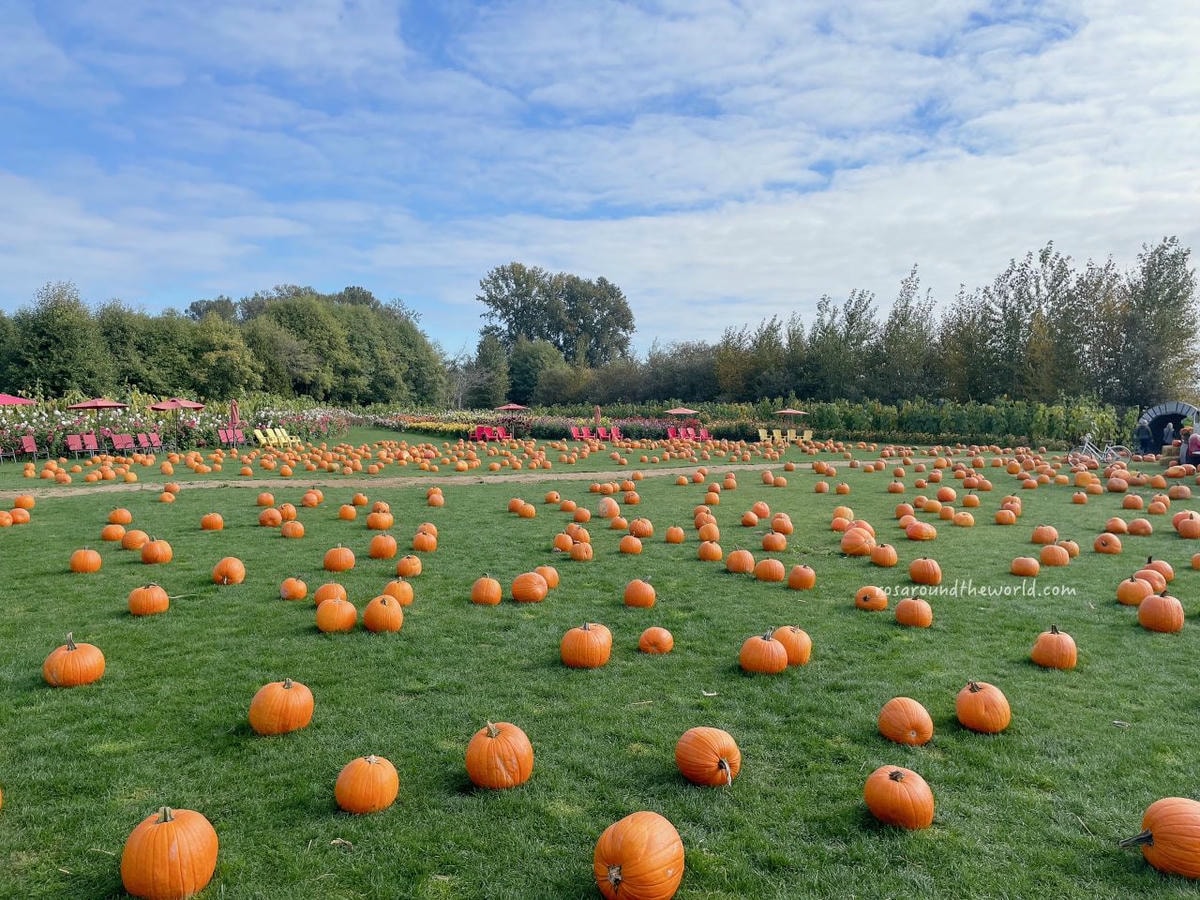 【溫哥華景點】南瓜園Pumpkin Patch半日遊,秋天親子好去處 - 第20張圖