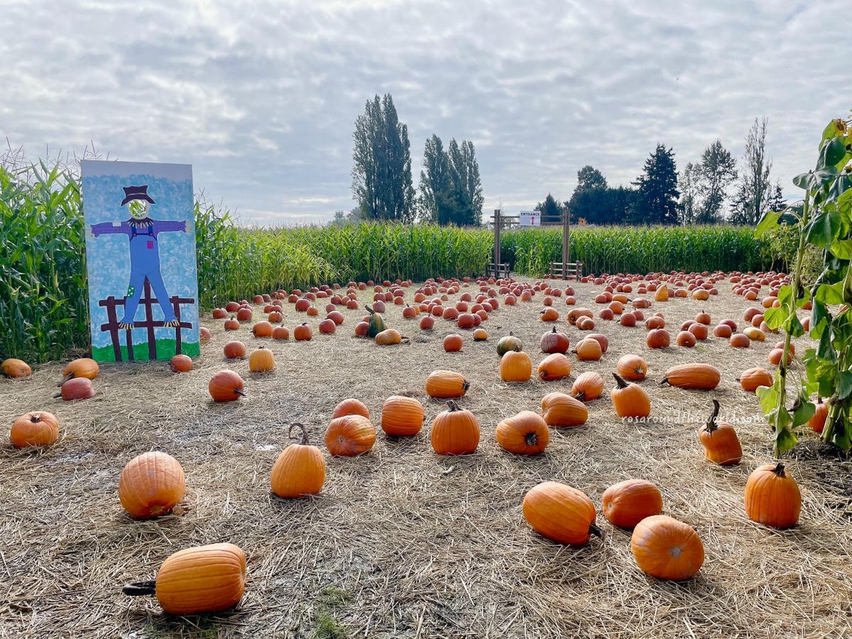 【溫哥華景點】南瓜園Pumpkin Patch半日遊,秋天親子好去處 - 第19張圖