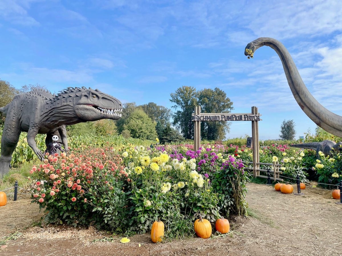 【溫哥華景點】南瓜園Pumpkin Patch半日遊,秋天親子好去處 - 第21張圖