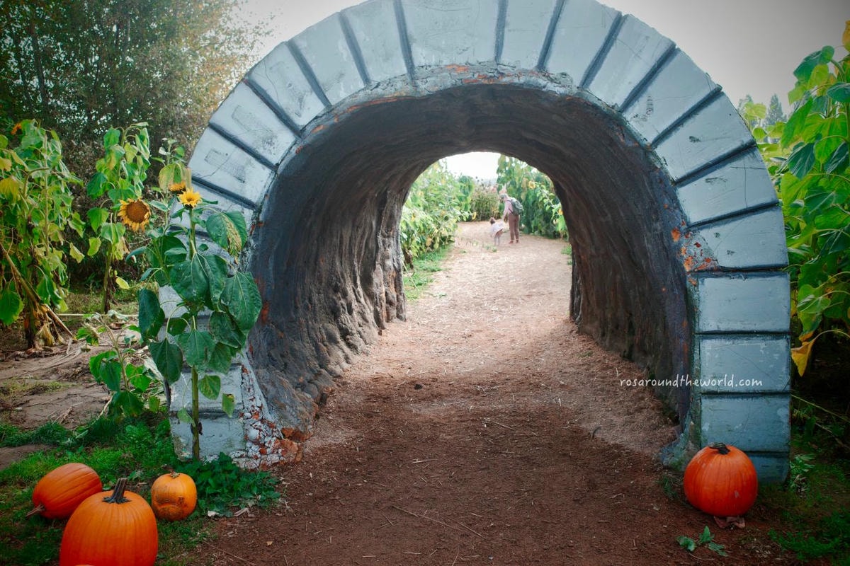 【溫哥華景點】南瓜園Pumpkin Patch半日遊,秋天親子好去處 - 第22張圖