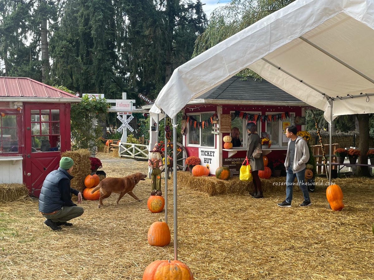 【溫哥華景點】南瓜園Pumpkin Patch半日遊,秋天親子好去處 - 第4張圖