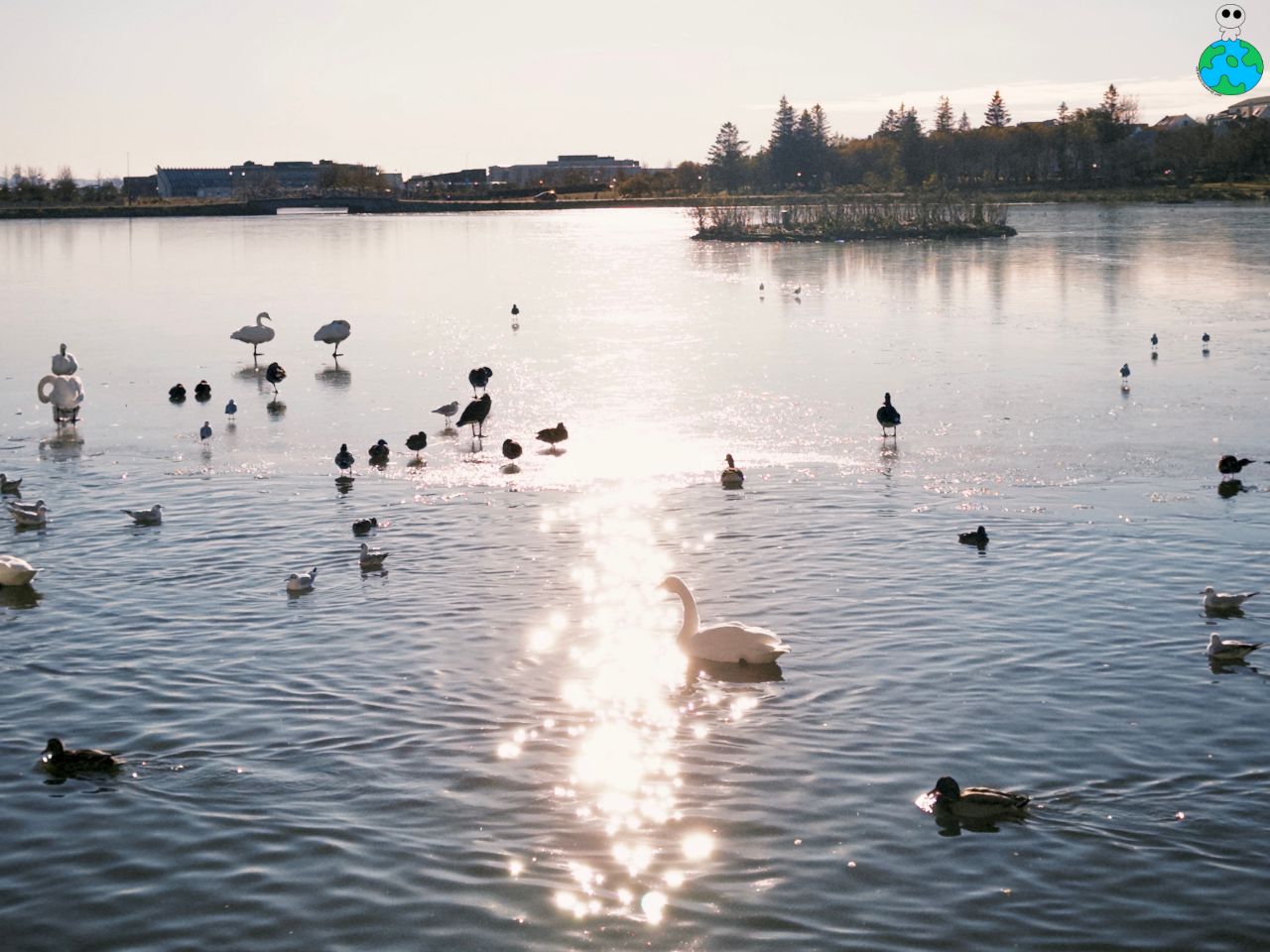【冰島景點】托寧湖Tjörnin 上百隻天鵝齊聚一堂,最美麵包湯 - 第4張圖 雷克雅維克托寧湖內的天鵝