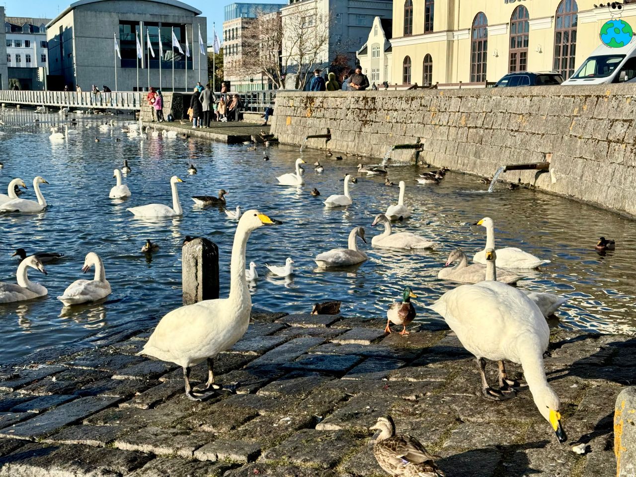 【冰島景點】托寧湖Tjörnin 上百隻天鵝齊聚一堂,最美麵包湯 - 第7張圖 托寧湖的天鵝