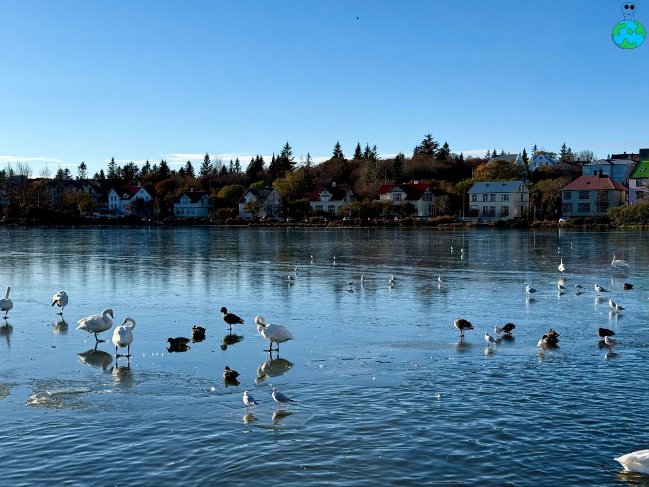【冰島景點】托寧湖Tjörnin 上百隻天鵝齊聚一堂,最美麵包湯 - 第9張圖 雷克雅維克最悠閒景點托寧湖