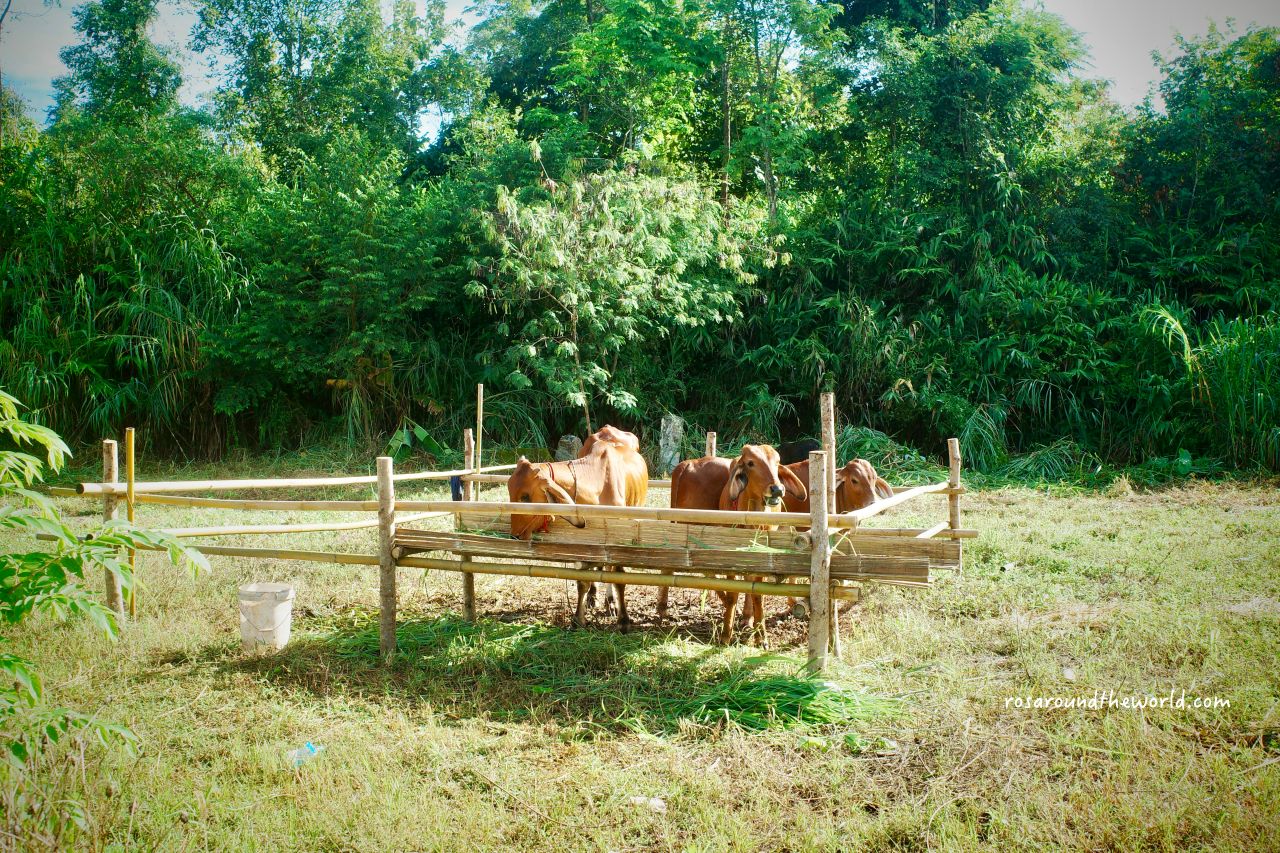 【清萊一日遊推薦】白廟、藍廟、黑廟、長頸族村＆午餐推薦