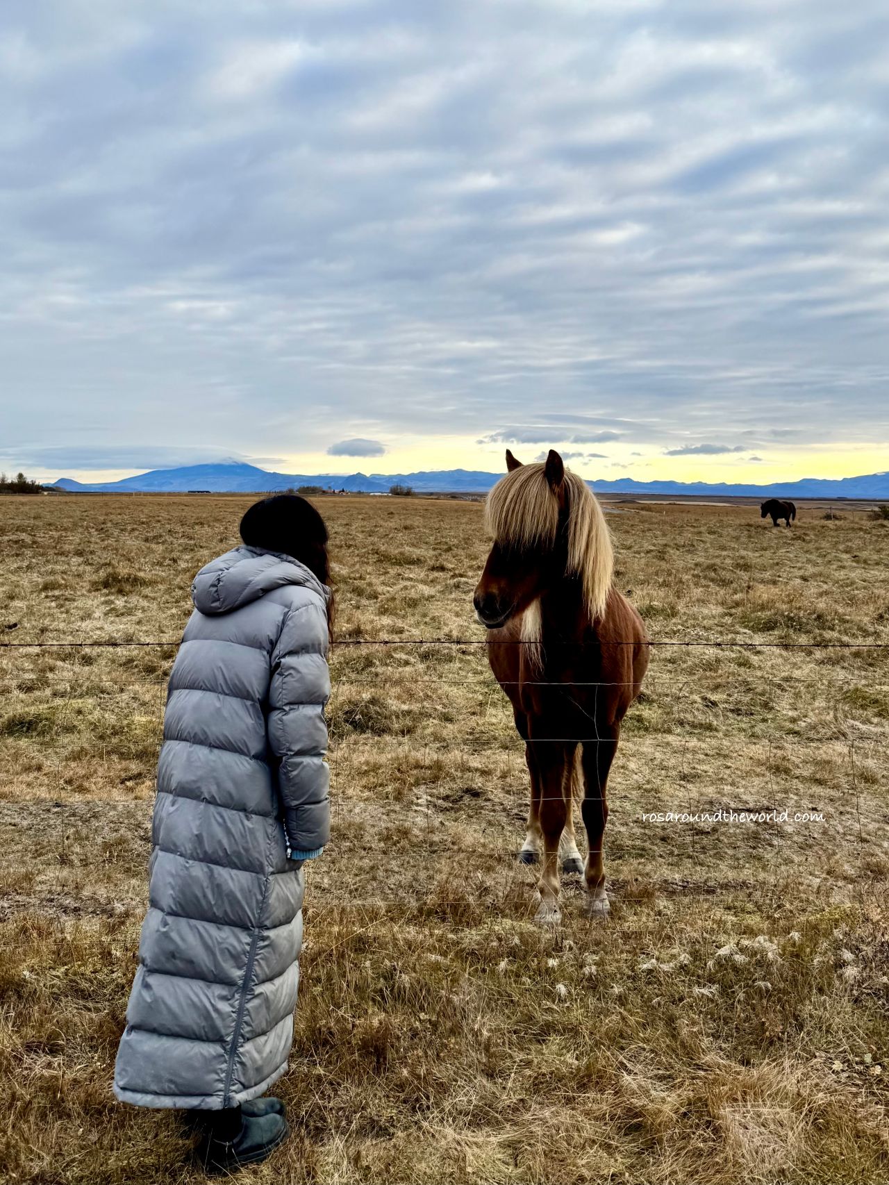 【冰島黃金圈住宿】Loa’s Nest極光、附早餐、冰島馬