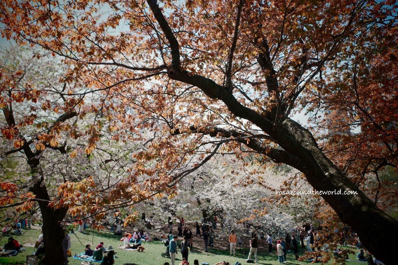 【紐約中央公園】必去景點、櫻花季、散步路線一次看 - 第3張圖 【紐約中央公園】必去景點、櫻花季、散步路線一次看