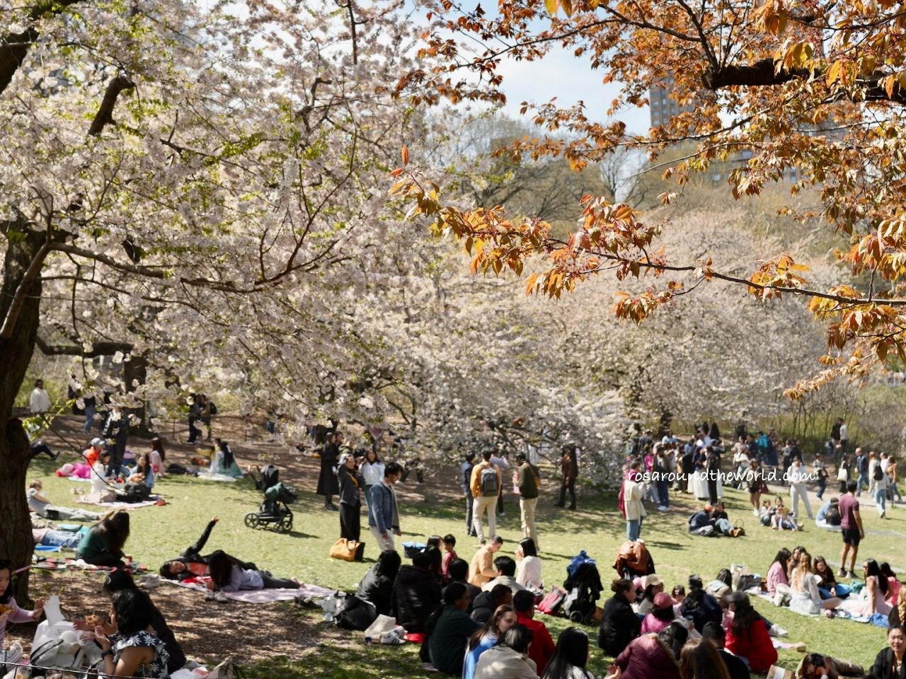 【紐約中央公園】必去景點、櫻花季、散步路線一次看 - 第6張圖 【紐約中央公園】必去景點、櫻花季、散步路線一次看