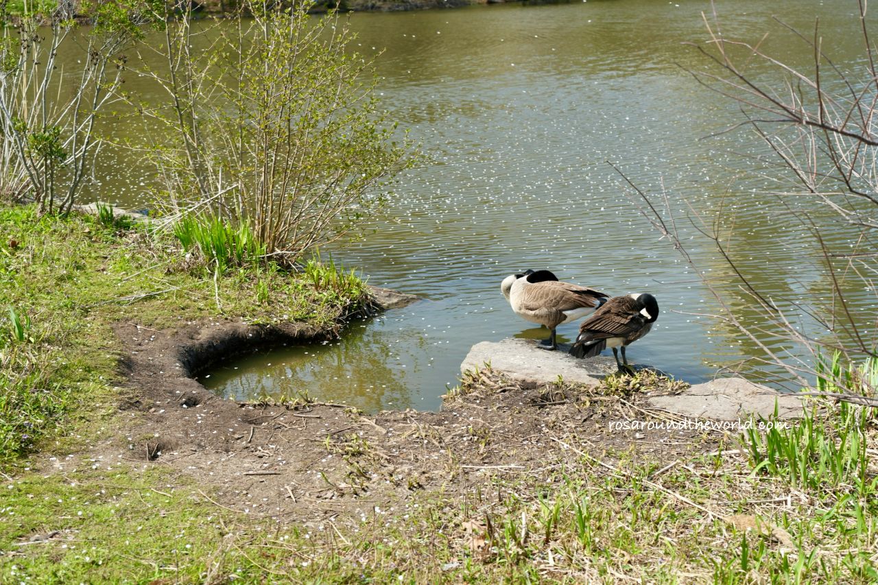 【紐約中央公園】必去景點、櫻花季、散步路線一次看 - 第10張圖 【紐約中央公園】必去景點、櫻花季、散步路線一次看