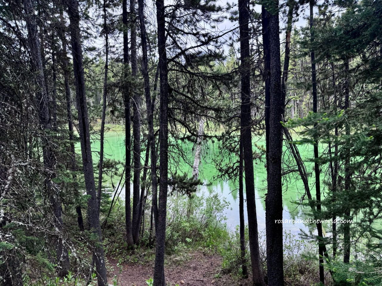 【冰原大道景點】赫伯特湖Herbert Lake,班夫秘境湖泊推薦 - 第3張圖 【冰原大道景點】赫伯特湖Herbert Lake,班夫秘境湖泊推薦