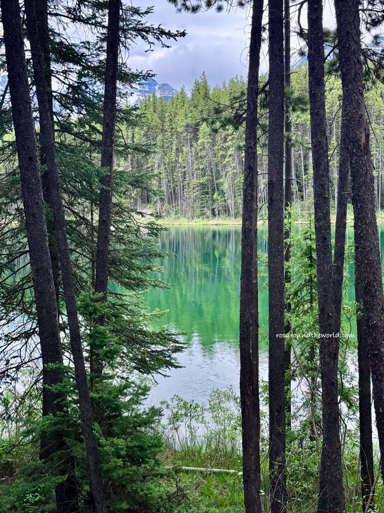 【冰原大道景點】赫伯特湖Herbert Lake,班夫秘境湖泊推薦 - 第5張圖 【冰原大道景點】赫伯特湖Herbert Lake,班夫秘境湖泊推薦